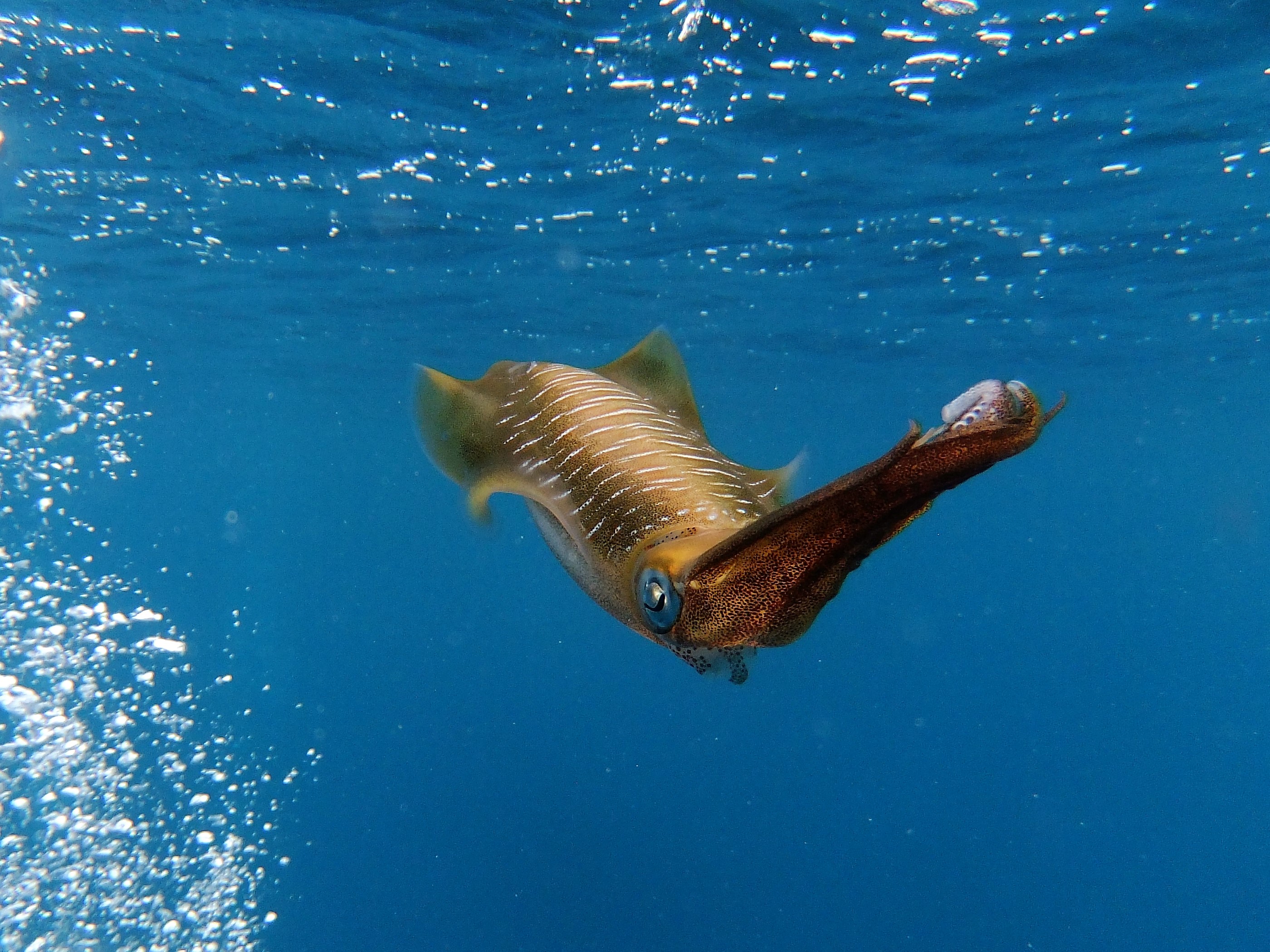 "Cuttlefish" by Sarah Turpin