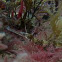 1_Pipefish_UK