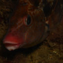 4_uk_Give-me-a-kiss