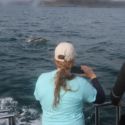 6_Dolphin_UK